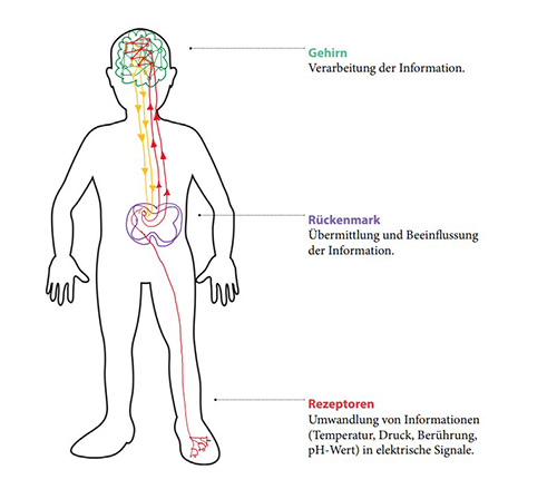 Ein skizzierterter Mensch, bei dem das Nervensystem mit verschiedenen Farben eingezeichnet ist.